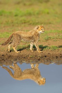Cheetah