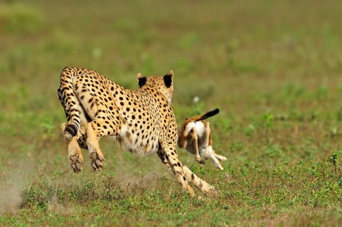 Cheetah