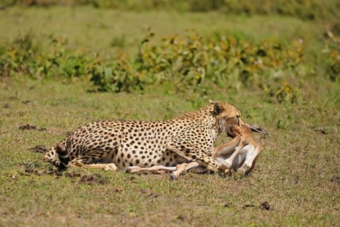 Cheetah