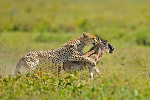 Cheetah