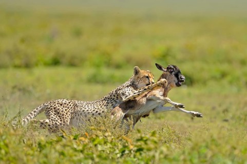 Cheetah