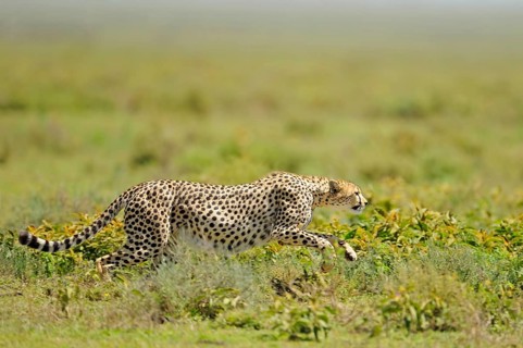 Cheetah