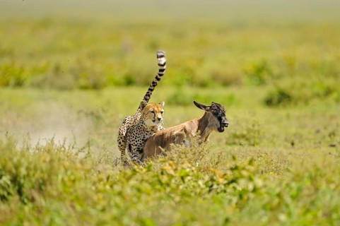 Cheetah