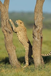 Cheetah