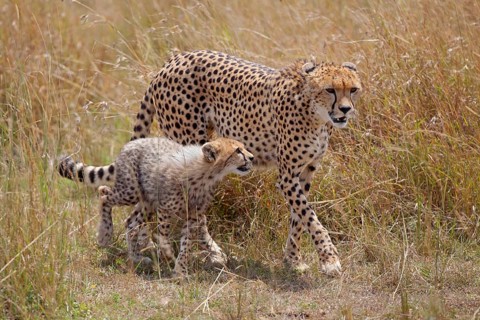 Cheetah