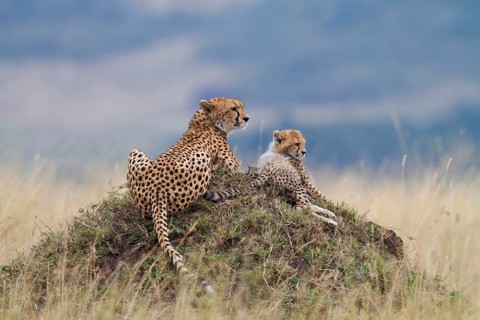 Cheetah