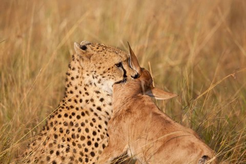 Cheetah