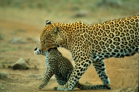 African Leopard Niche leopards