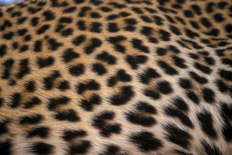 African Leopard Niche leopards