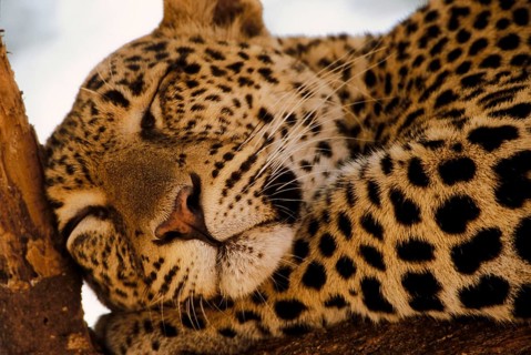 African Leopard Niche leopards