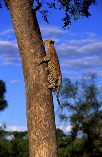 African Leopard Niche leopards