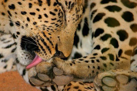 African Leopard Niche leopards