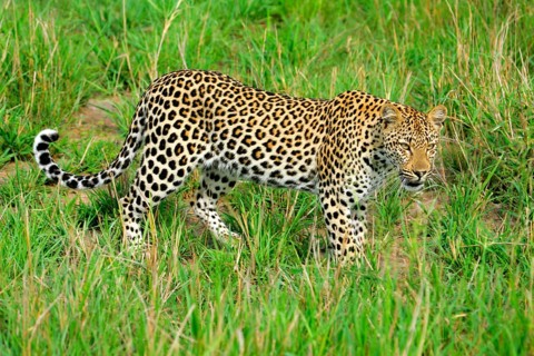 African Leopard Niche leopards