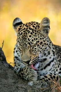 African Leopard Niche leopards