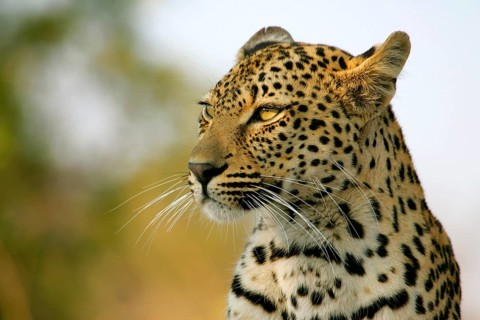 African Leopard Niche leopards