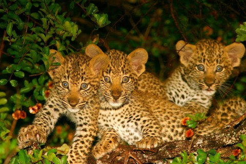 African Leopard Niche leopards