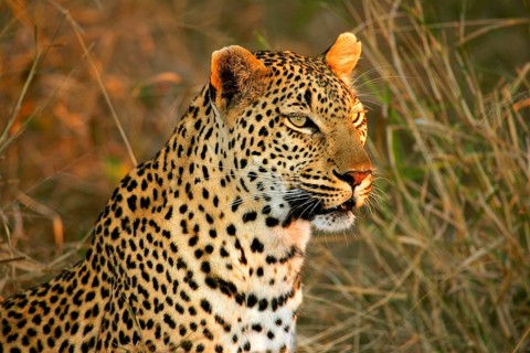 African Leopard Niche leopards