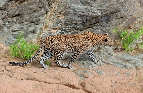 African Leopard Niche leopards