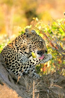 African leopard niche leopards