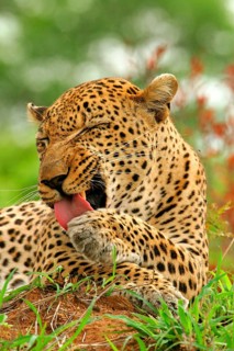 African leopard niche leopards