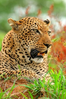 African Leopard Niche leopards