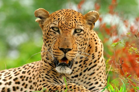 African Leopard Niche leopards