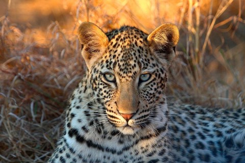 African Leopard Niche leopards