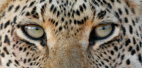 African leopard