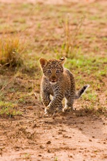 African leopard