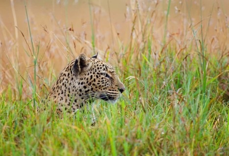 African leopard