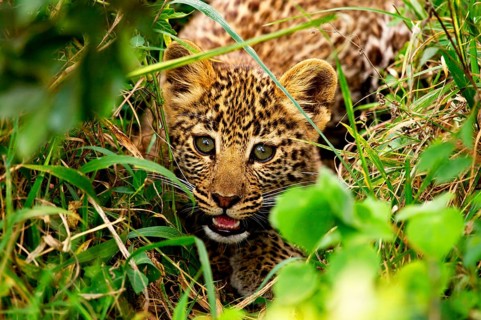African leopard