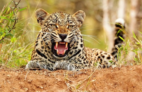 African Leopard