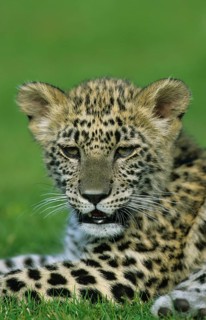Panthera pardus ciscaucasica