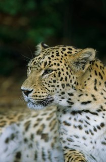 Panthera pardus ciscaucasica