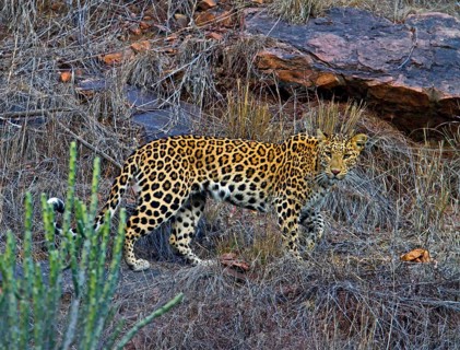 Indian leopard