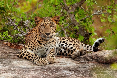 Sri Lankan sri lankan leopard