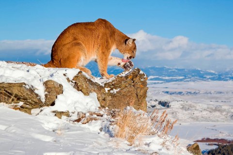 Cougar