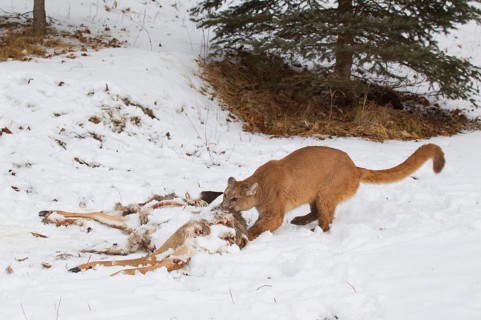 Cougar