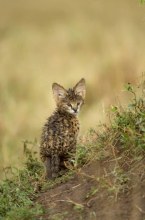 Servals