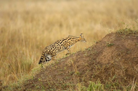 Servals