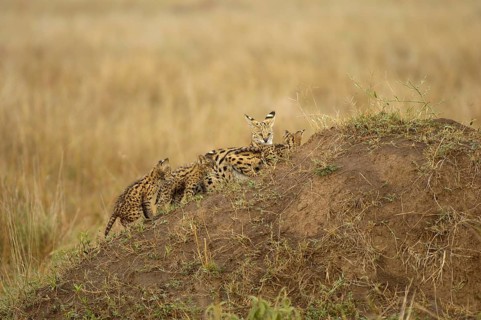 Felis serval