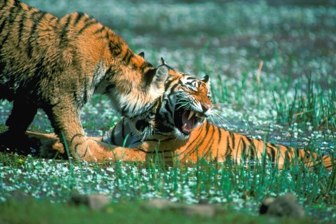 Indian tiger