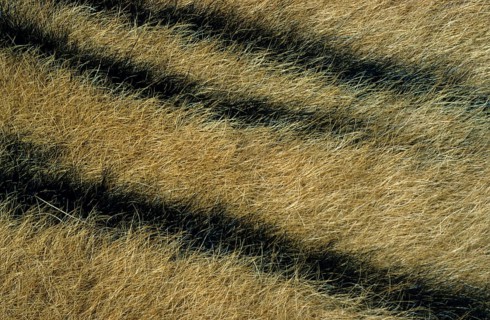 Indian tiger