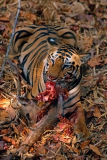 Indian tiger