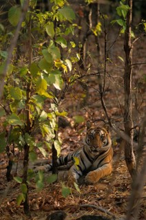 Indian tiger