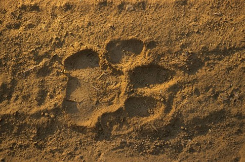 Indian Tiger