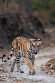 Bengal tiger