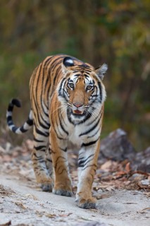 Bengal tiger