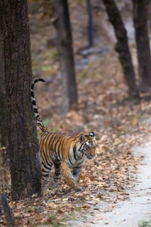 Bengal tiger