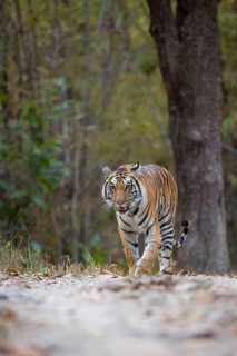 Bengal tiger